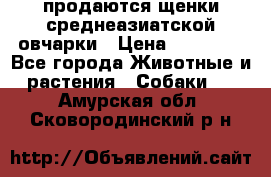 продаются щенки среднеазиатской овчарки › Цена ­ 30 000 - Все города Животные и растения » Собаки   . Амурская обл.,Сковородинский р-н